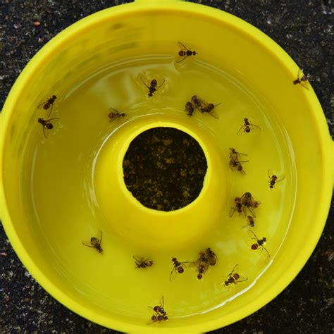 3 Easy DIY Bug Traps - Pest Control Unlimited