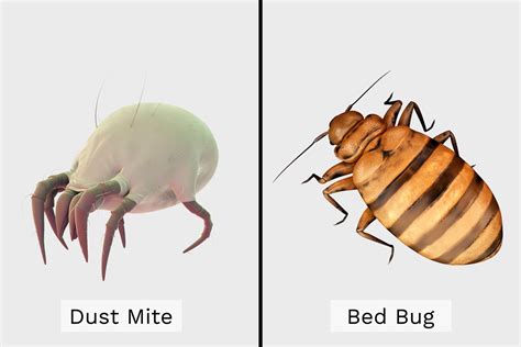 Dust Mites vs. Bed Bugs: Bites, Treatments, and Prevention | The Healthy