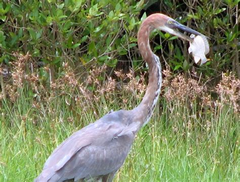 Angelika's World in Photos: Large Water Birds