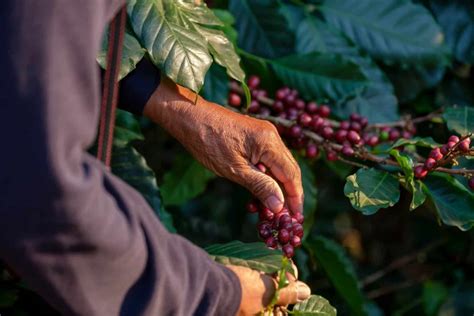 Coffee Origins: The Philippines - Helena Coffee Vietnam