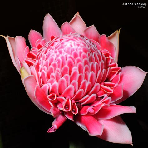 Bunga Kantan | Ginger Flower | Bunga Kantan | Ginger Flower … | Flickr