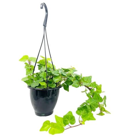 Wekiva Foliage Green English Ivy Hanging Basket Live Plant in 4 in. Hanging Pot Hedera Helix ...