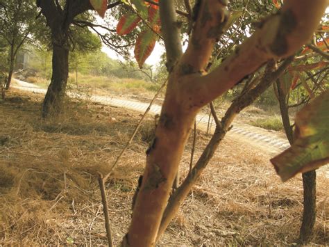 thinkunthink: Birds, trees and butterflies at the Yamuna Biodiversity Park! - A Photo Walk.