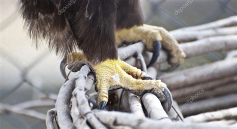 Eagle claws close-up — Stock Photo #8526316