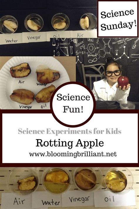 Rotting Apple | Science for kids, Science experiments kids, Kids fun ...