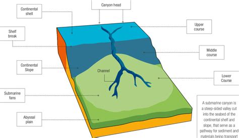 Overview of the main elements of a submarine canyon. | Download Scientific Diagram