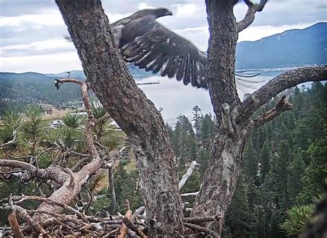 Big Bear Lake bald eagle chick, 14 weeks old, flies for first time ...