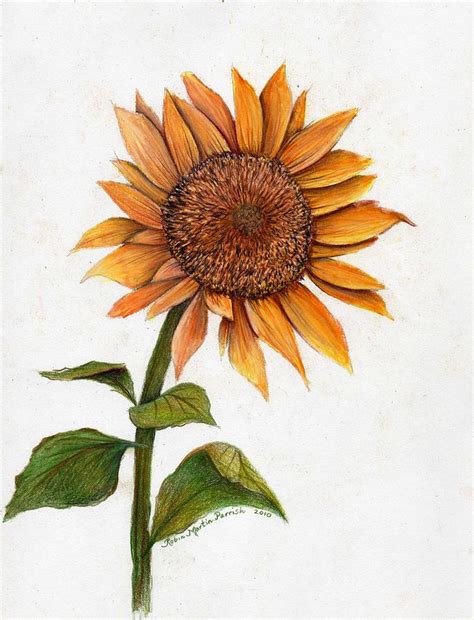 Sunflower Drawing by Robin Martin Parrish