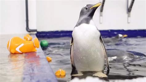 Baby penguins have swimming lessons in Birmingham - BBC News