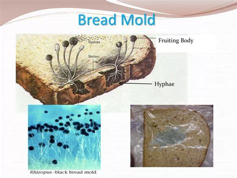 PPT - Bread Mold PowerPoint Presentation, free download - ID:2674004