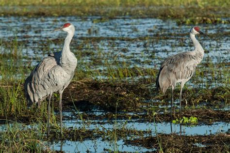 What Do Sandhill Cranes Eat? (Diet & Facts) - Bird Nature