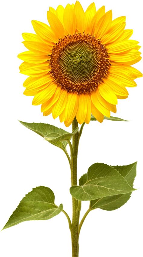 Sunflower PNG Image | Sunflower pictures, Sunflower images, Sunflower ...