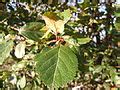 Category:Crataegus douglasii (leaves) - Wikimedia Commons