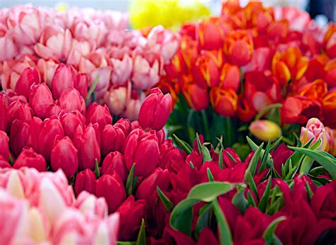 Tulips at Pike Place Market