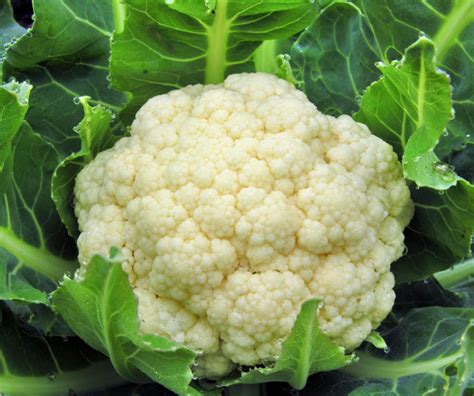 Harvesting Cauliflower: 6 Essential Tips