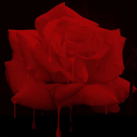 Bloody rose by shakenXnightmare on DeviantArt