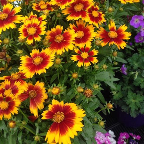 Coreopsis UpTick™ Gold & Bronze | White Flower Farm