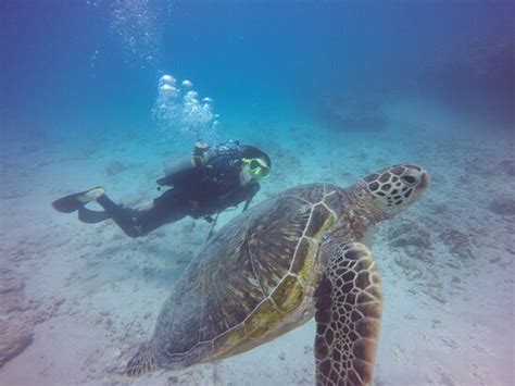 OAHU DIVING (Honolulu) - All You Need to Know BEFORE You Go