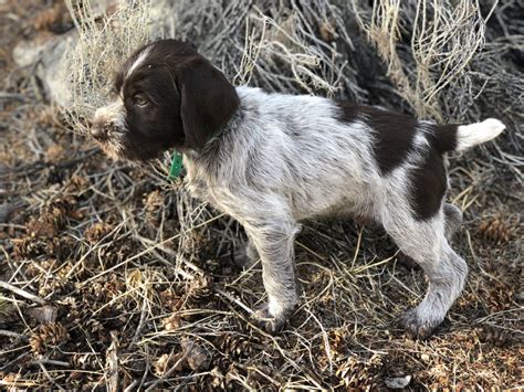 Puppies for Sale | Rocky Mountain Griffons | Wirehaired Pointing Griffon