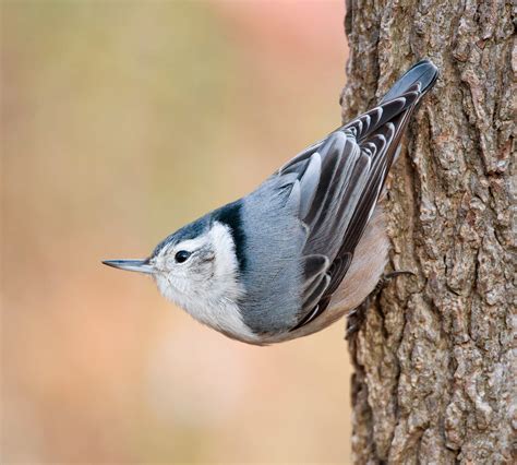 White-breasted Nuthatch | Audubon Field Guide