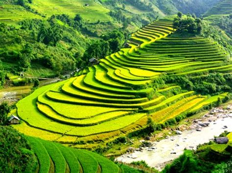 Beautiful Terraced Fields in Vietnam | Vietnam Information - Discover ...