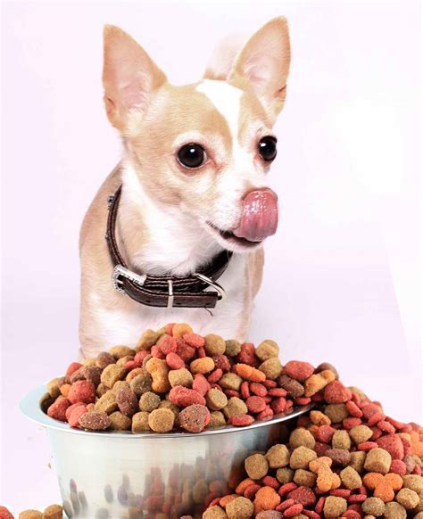 Best Dog Food For Chihuahua Adults and Seniors