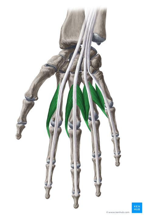 Lumbrical muscles of the hand | Muscle, Medical photos, Anatomy