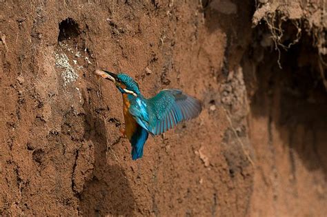 Kingfisher entering nest | Kingfisher, Kingfisher bird, Common kingfisher