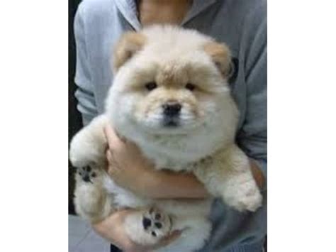 eee Chow chow puppies for sale - Animals - Springfield - Illinois ...