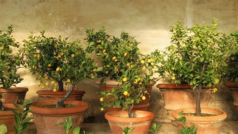 pruning lemon trees in spain - Colton Mcclendon