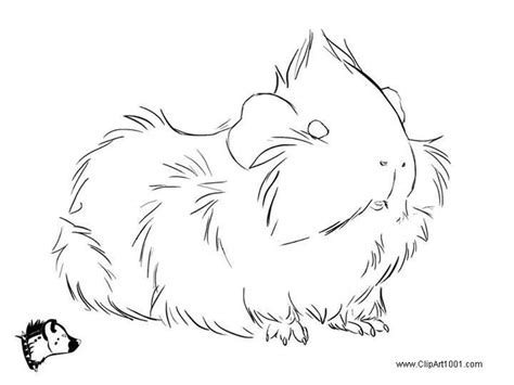 Free Guinea Pig Coloring Pages Longhaired printable for kids and adults. You can download and ...