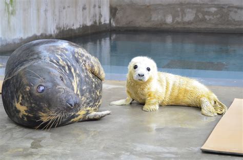 Gray seal pup born at the National Zoo - The Washington Post