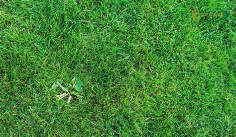 Bermuda Grass Weed Control: Keeping Your Lawn Pristine - The Turfgrass ...