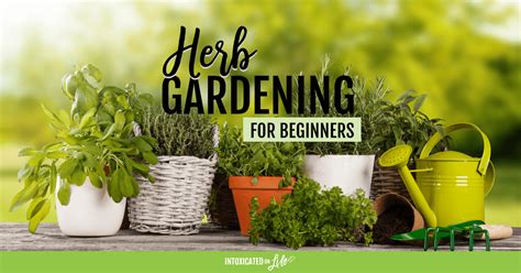 Herb Gardening for Beginners