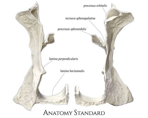 Palatine bones. Anterior view | Anatomy, Palatine, Palatine bone