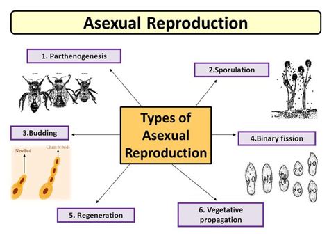 CHAPTER 9 REPRODUCTION AND DEVELOPMENT. 9.1 Asexual reproduction i… in 2024 | Asexual ...