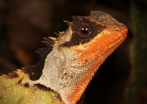 Agamid Lizard (Acanthosaura sp., Agamidae) | Pu'er, Yunnan, … | Flickr