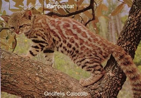 Wild Cats: The Pampas Cat – kimcampion.com