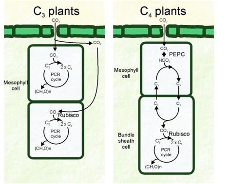 Difference between C3 and C4 plants - javatpoint