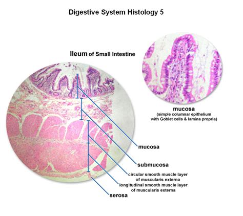 Ileum Histology