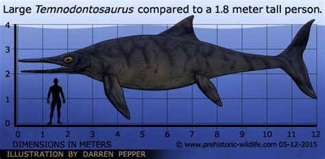 Temnodontosaurus - Alchetron, The Free Social Encyclopedia