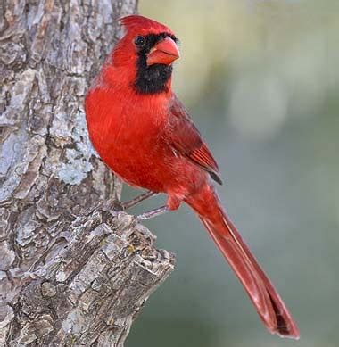 Illinois State Bird Cardinal | State Birds