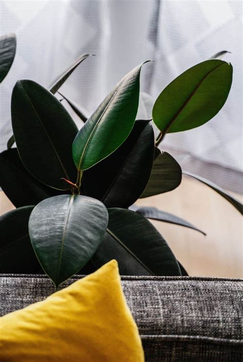 Best Air Purifying Houseplants – The Green Experiment Company