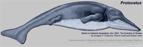 Protocetus (primitive cetacean) | Cetacean, Prehistoric, Animals