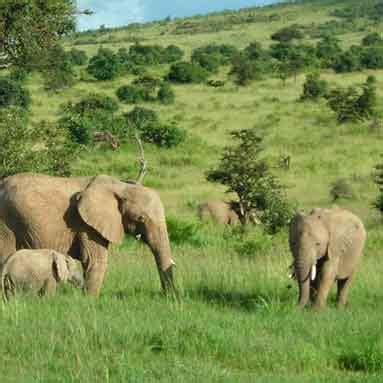 African Elephant Facts - Elephants For Africa