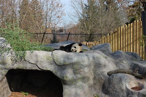 Magical Moments At The Toronto Zoo - The Curious CreatureThe Curious Creature