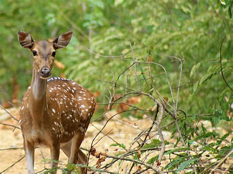 Guindy National Park in Chennai | Times of India Travel