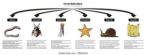 Invertebrates Photos and Images & Pictures | Shutterstock