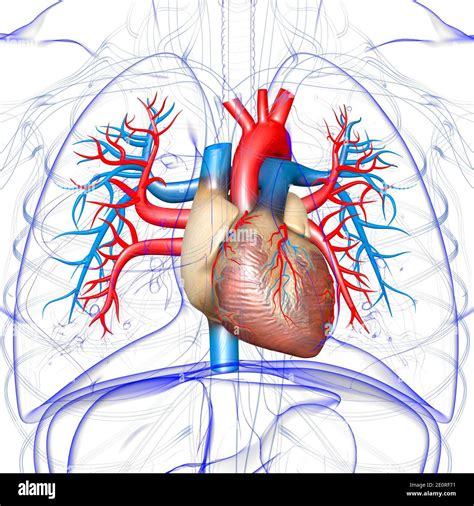 Human Heart Anatomy For Medical Concept 3D Illustration Stock Photo - Alamy