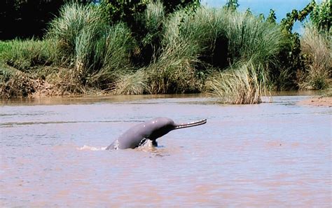 Promising Signs For Nepal’s Endangered River Dolphin Population! | Lexlimbu